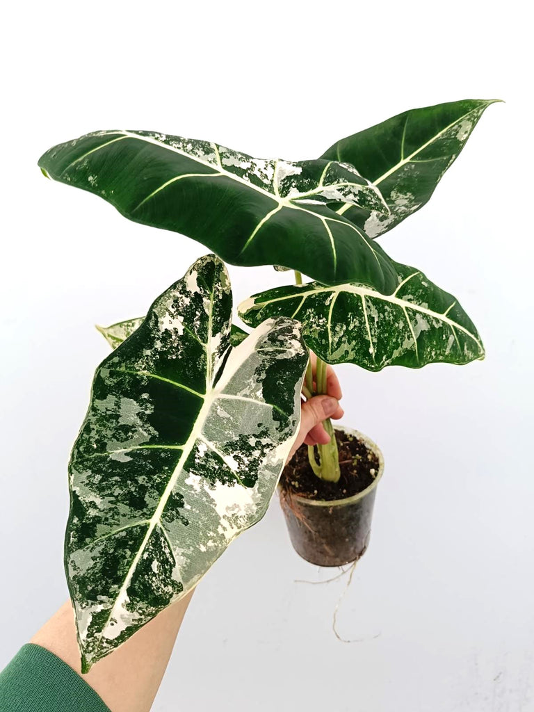 Alocasia micholitziana frydek variegata