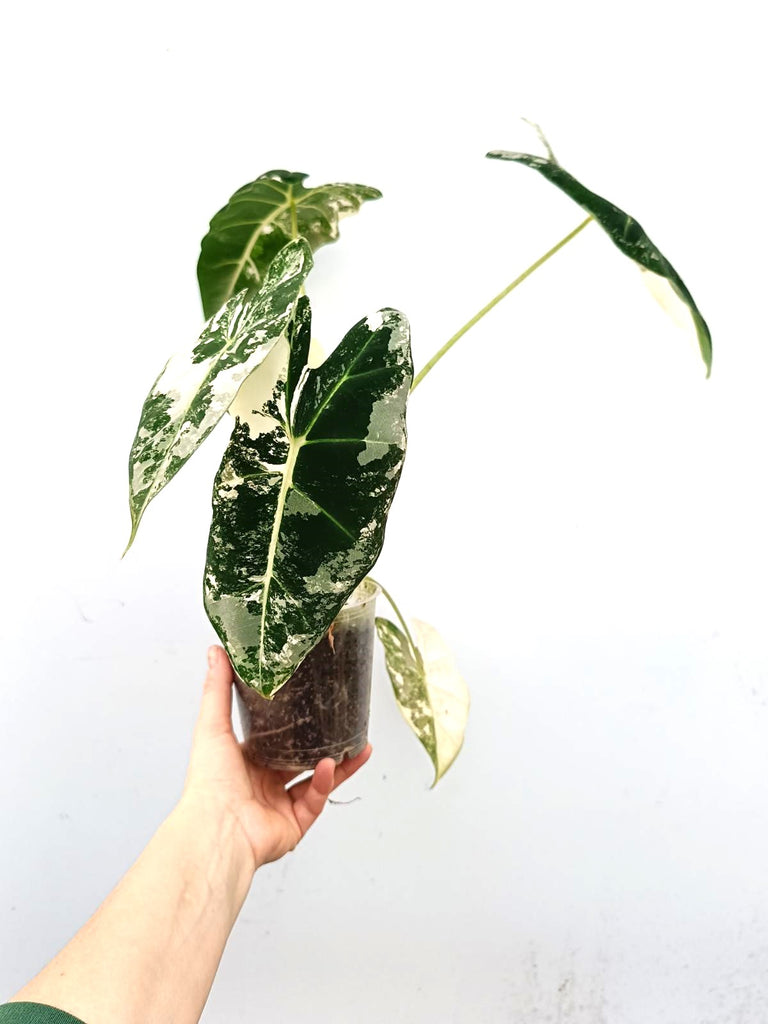 Alocasia frydek variegata