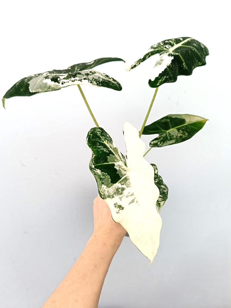 Alocasia frydek variegata