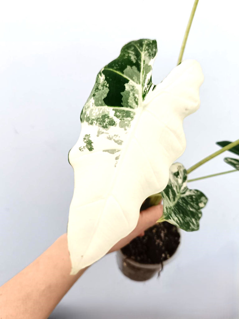 Alocasia frydek variegata