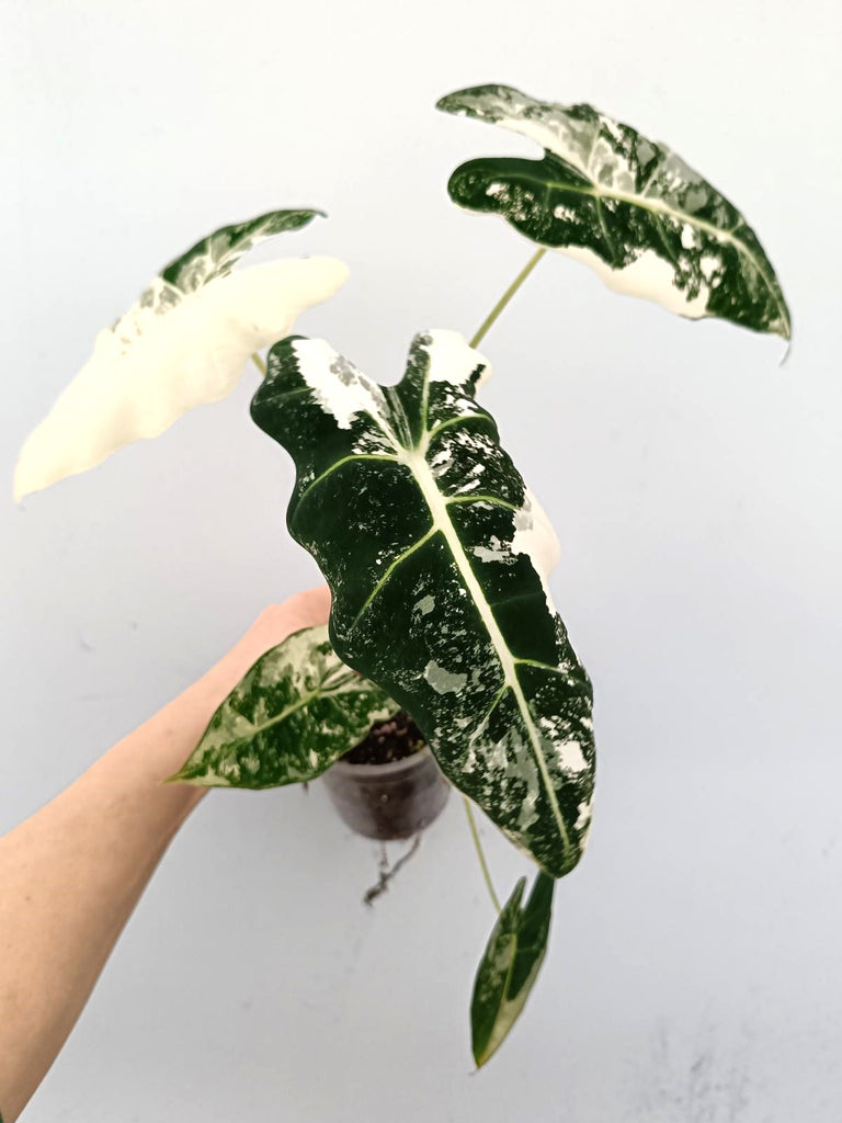 Alocasia frydek variegata