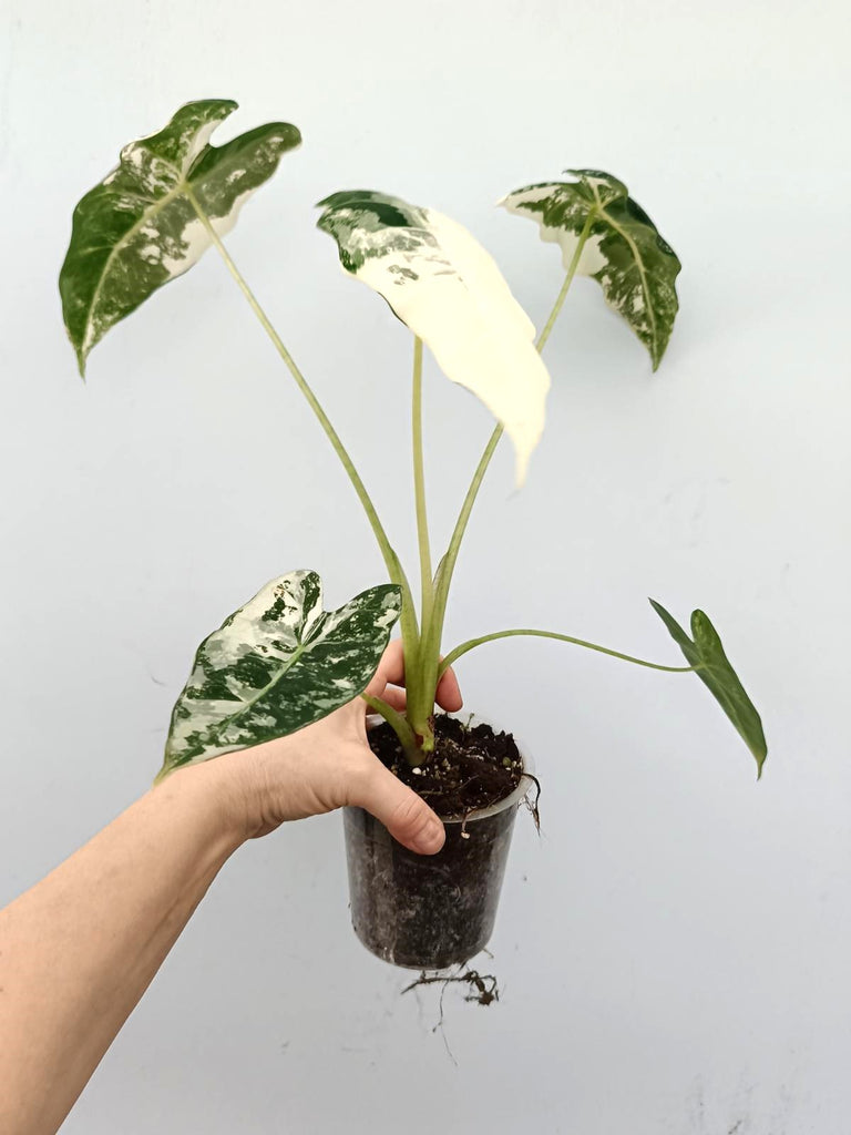 Alocasia frydek variegata