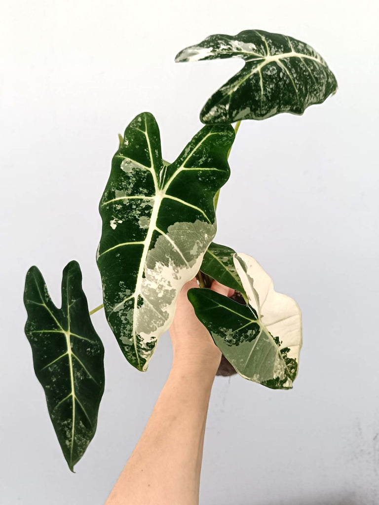 Alocasia frydek variegata