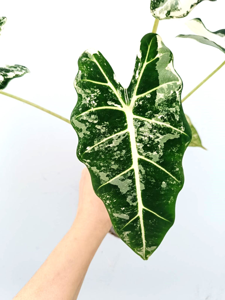 Alocasia micholitziana frydek variegata