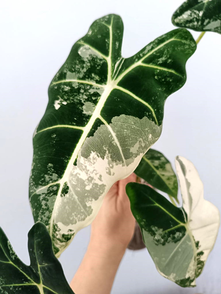 Alocasia frydek variegata