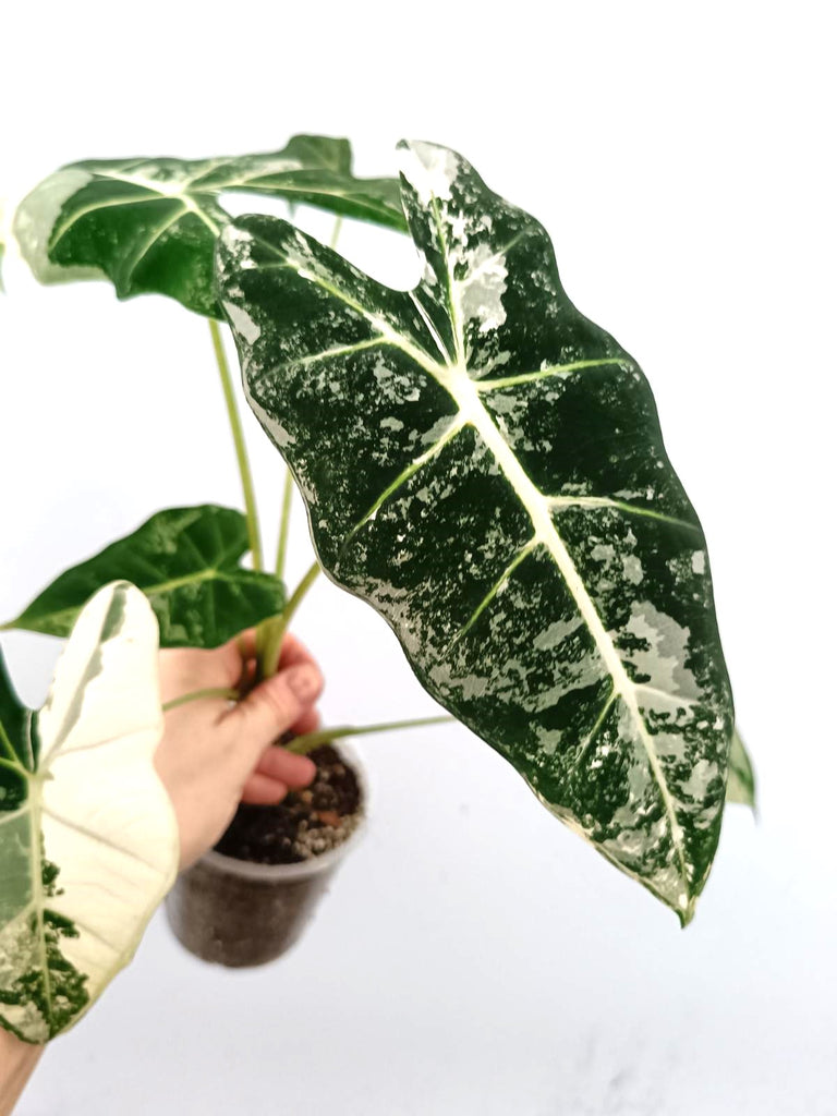 Alocasia frydek variegata