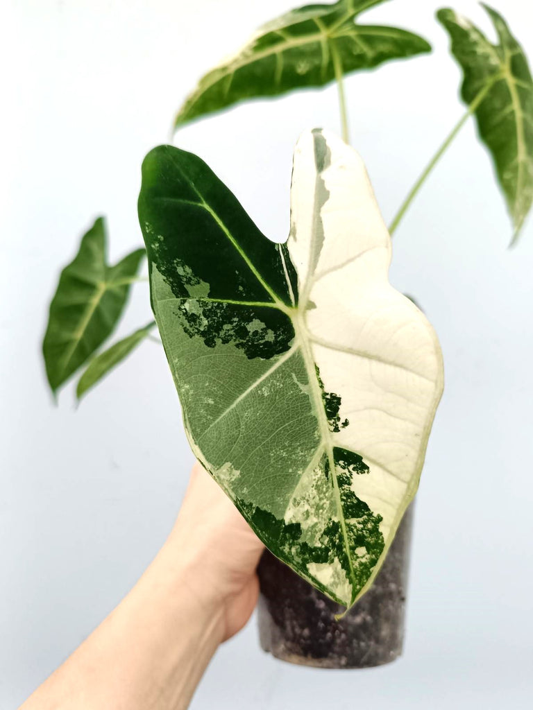 Alocasia frydek variegata