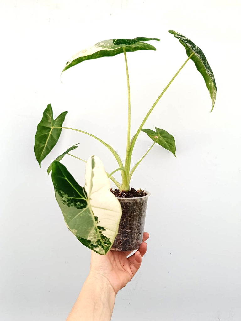 Alocasia frydek variegata