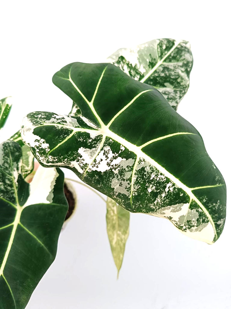 Alocasia micholitziana frydek variegata