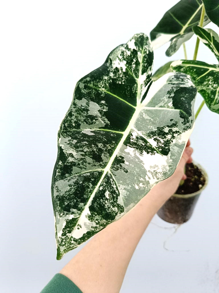 Alocasia micholitziana frydek variegata