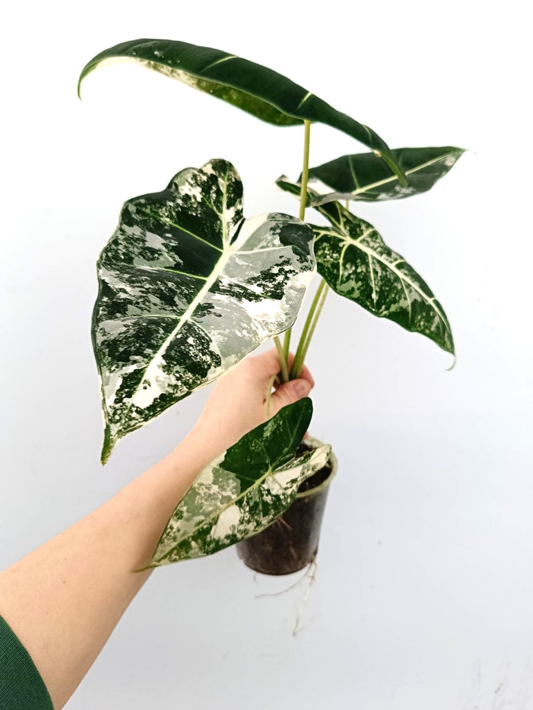 Alocasia micholitziana frydek variegata