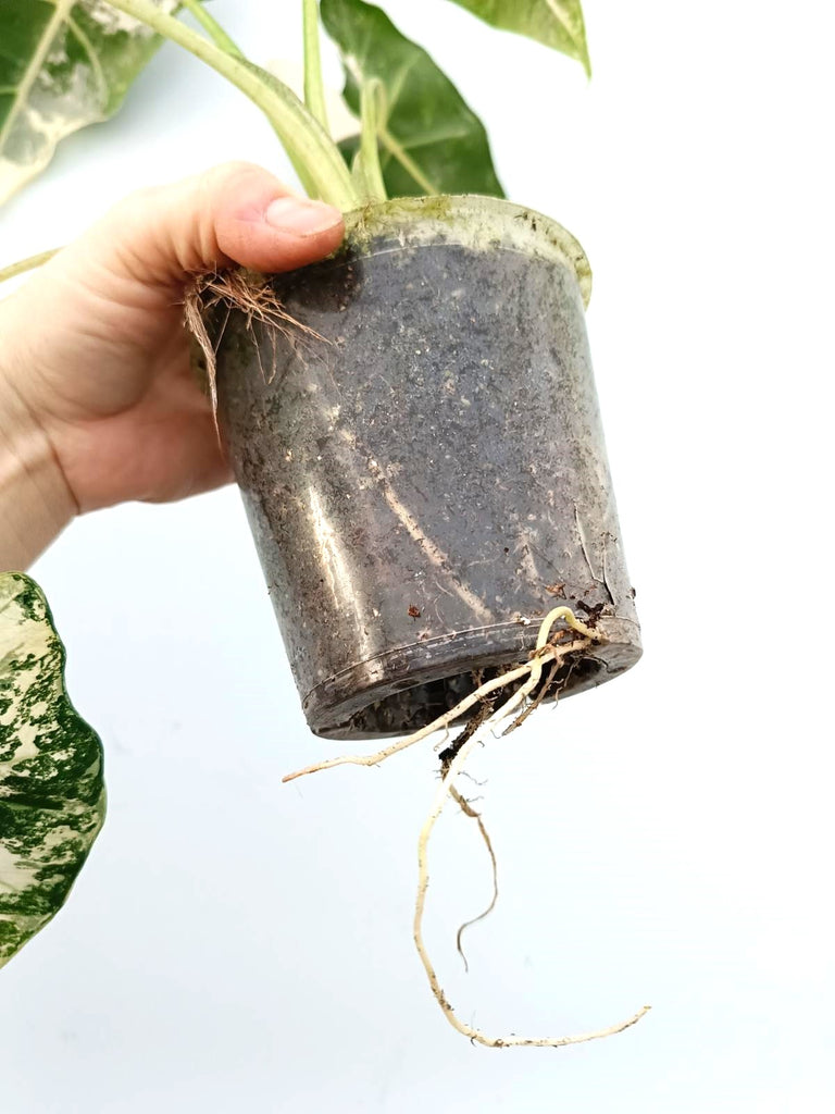 Alocasia micholitziana frydek variegata