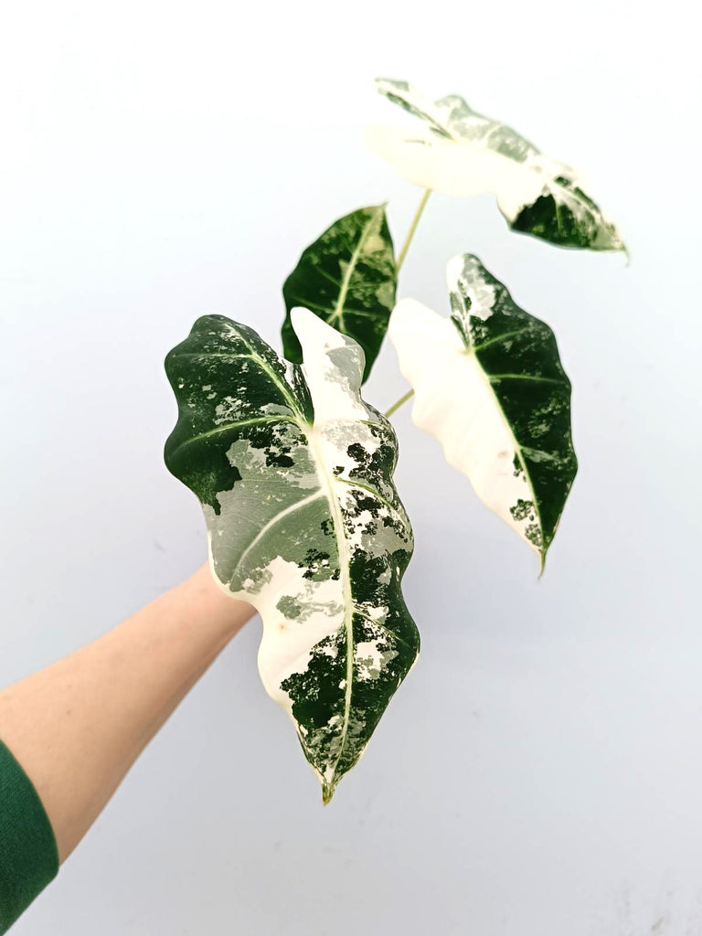 Alocasia frydek variegata