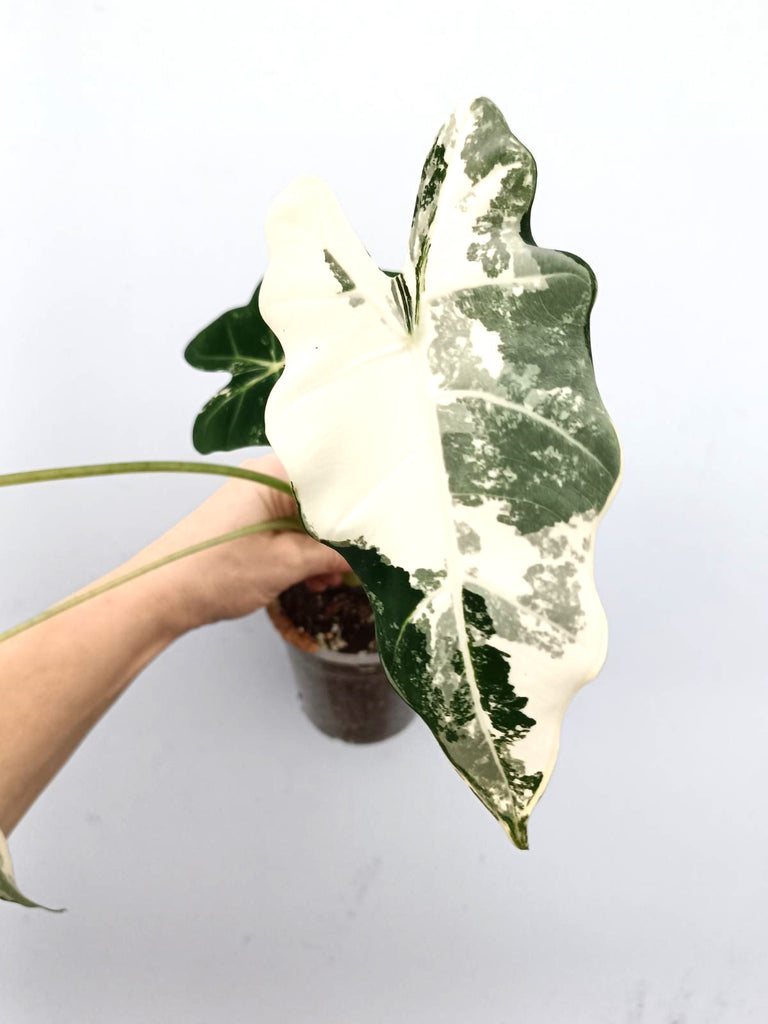 Alocasia frydek variegata