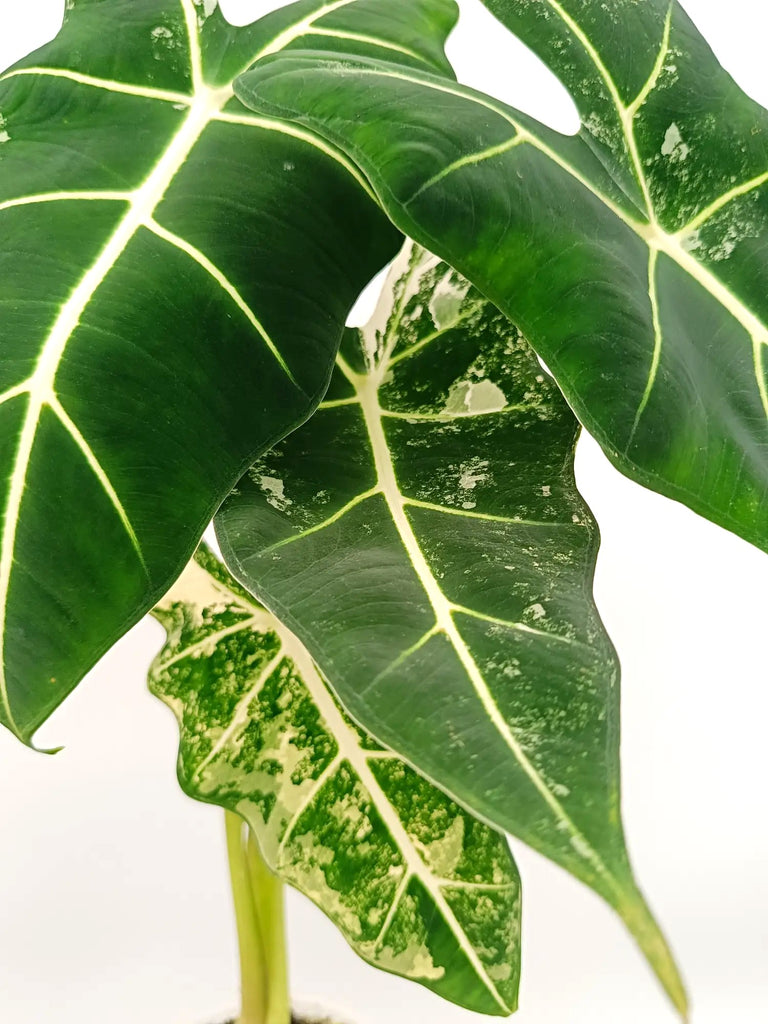 Alocasia frydek variegata