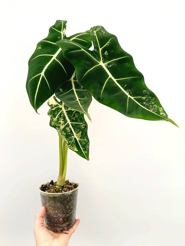 Alocasia frydek variegata