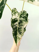 Alocasia frydek variegata