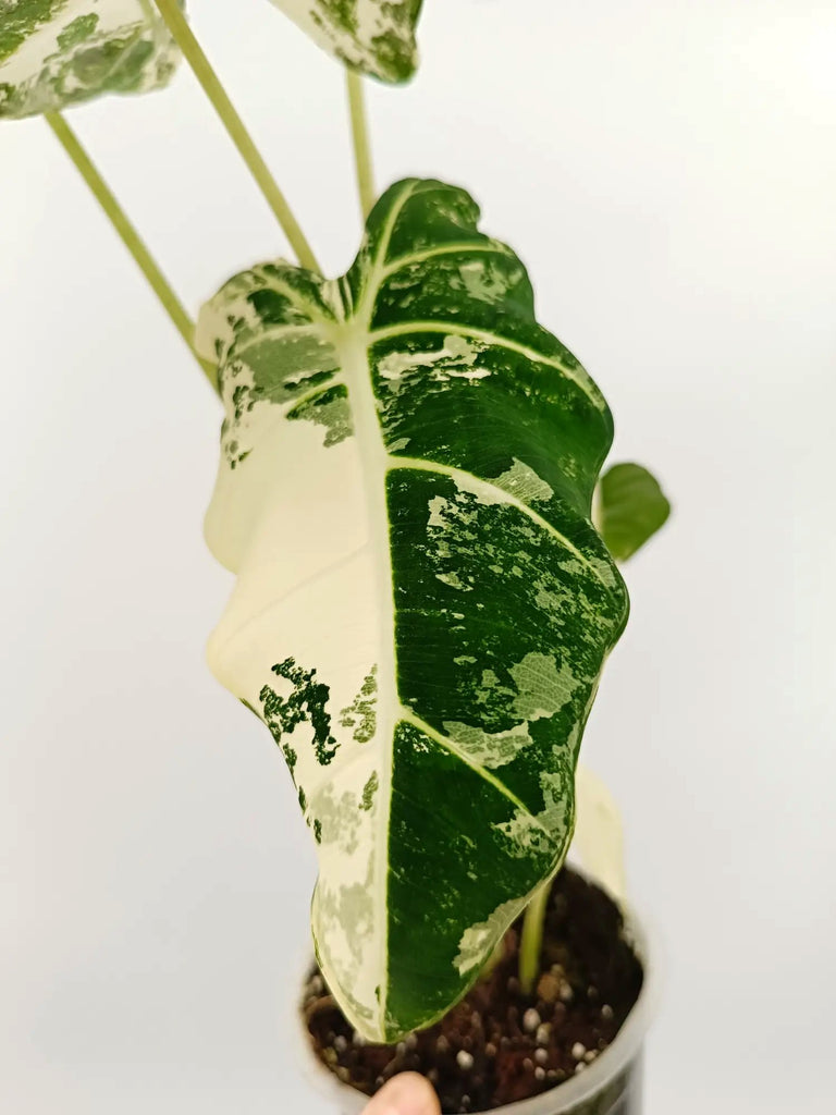 Alocasia frydek variegata