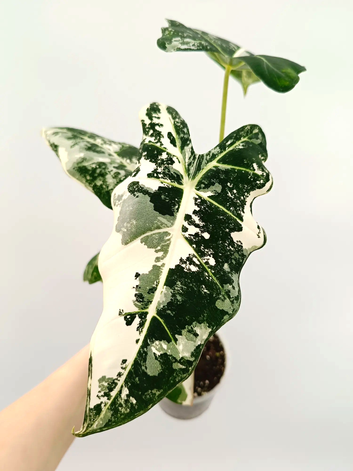 Alocasia frydek variegata