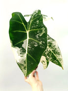 Alocasia frydek variegata