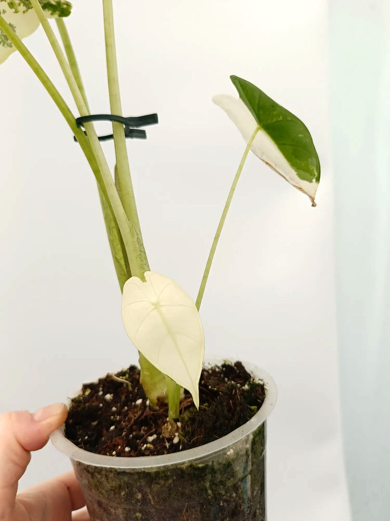 Alocasia frydek variegata