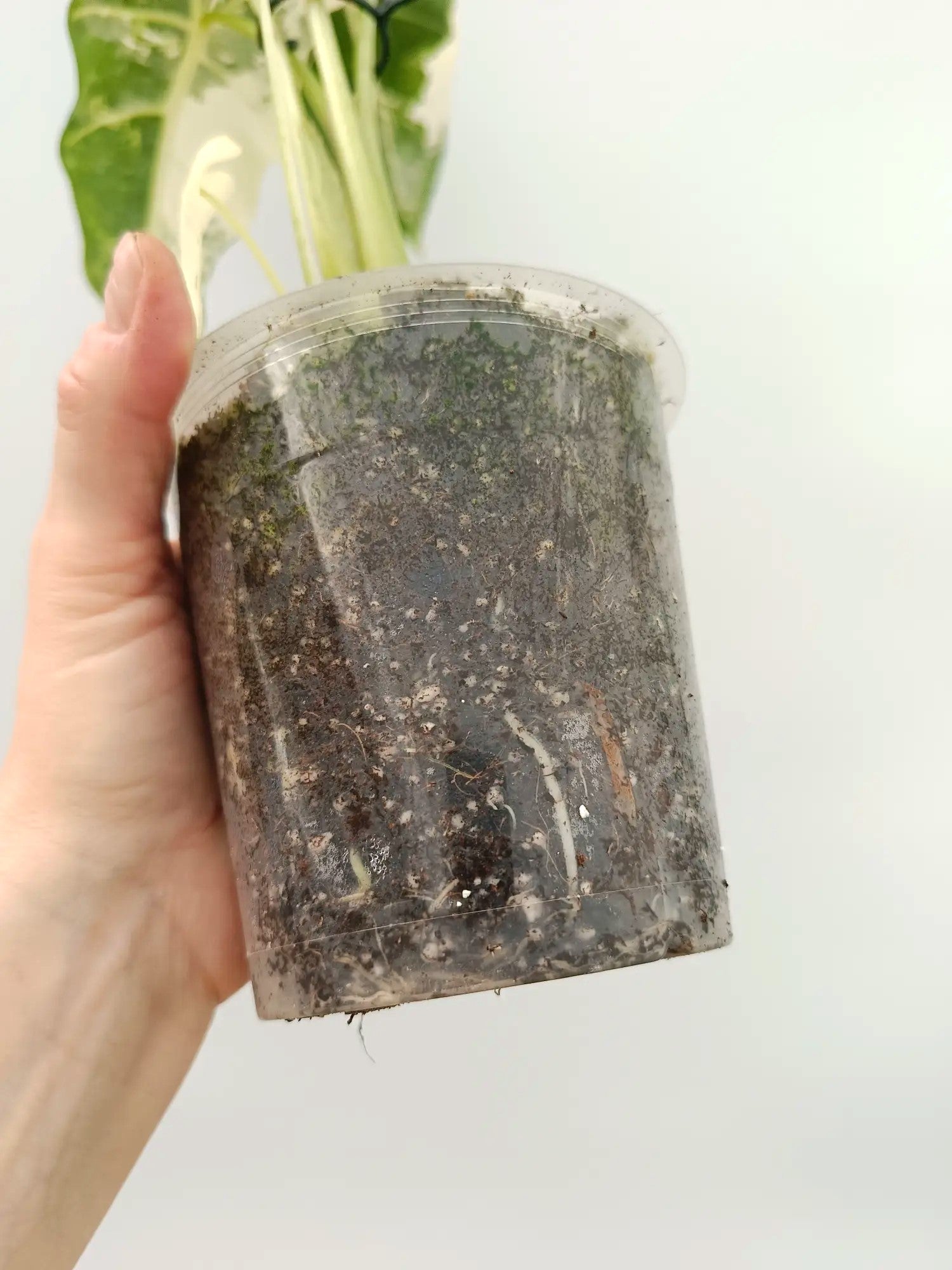 Alocasia frydek variegata