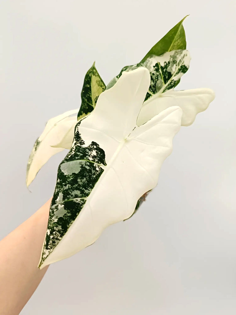 Alocasia frydek variegata