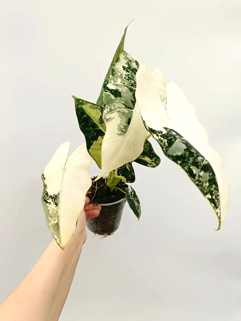 Alocasia frydek variegata