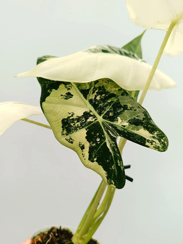 Alocasia frydek variegata