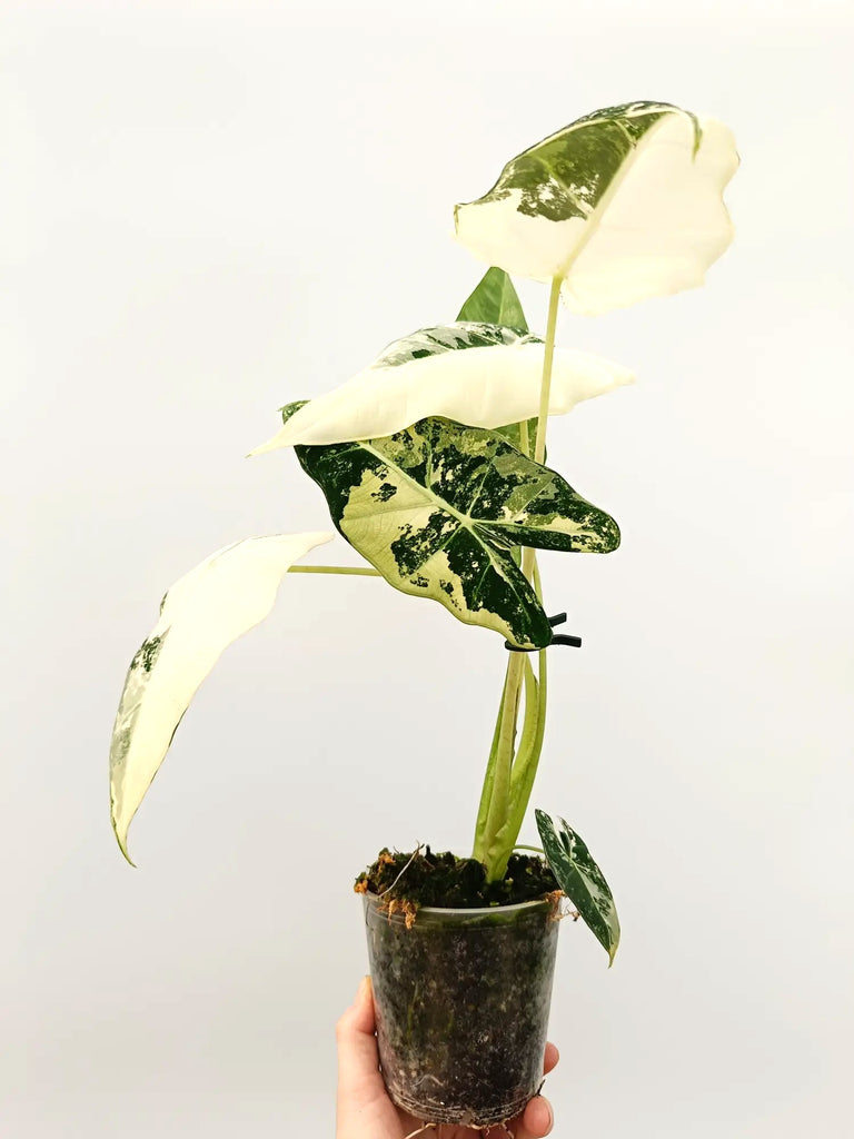 Alocasia frydek variegata