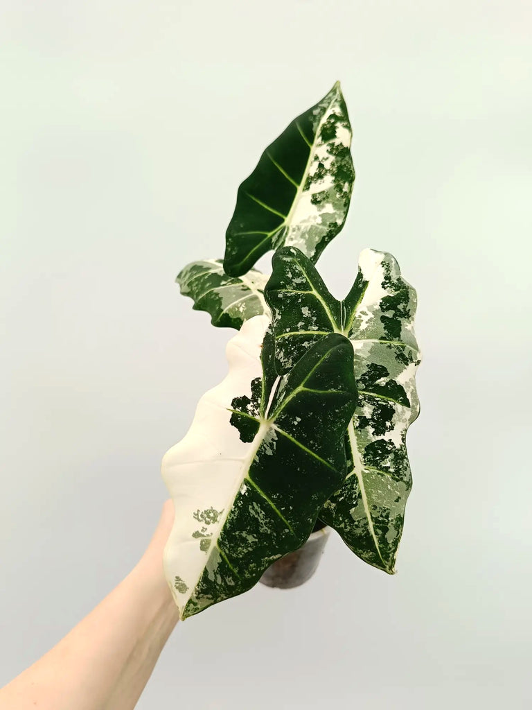 Alocasia frydek variegata