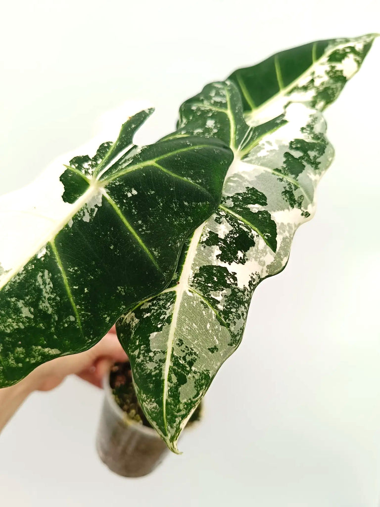 Alocasia frydek variegata