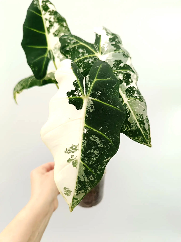 Alocasia frydek variegata