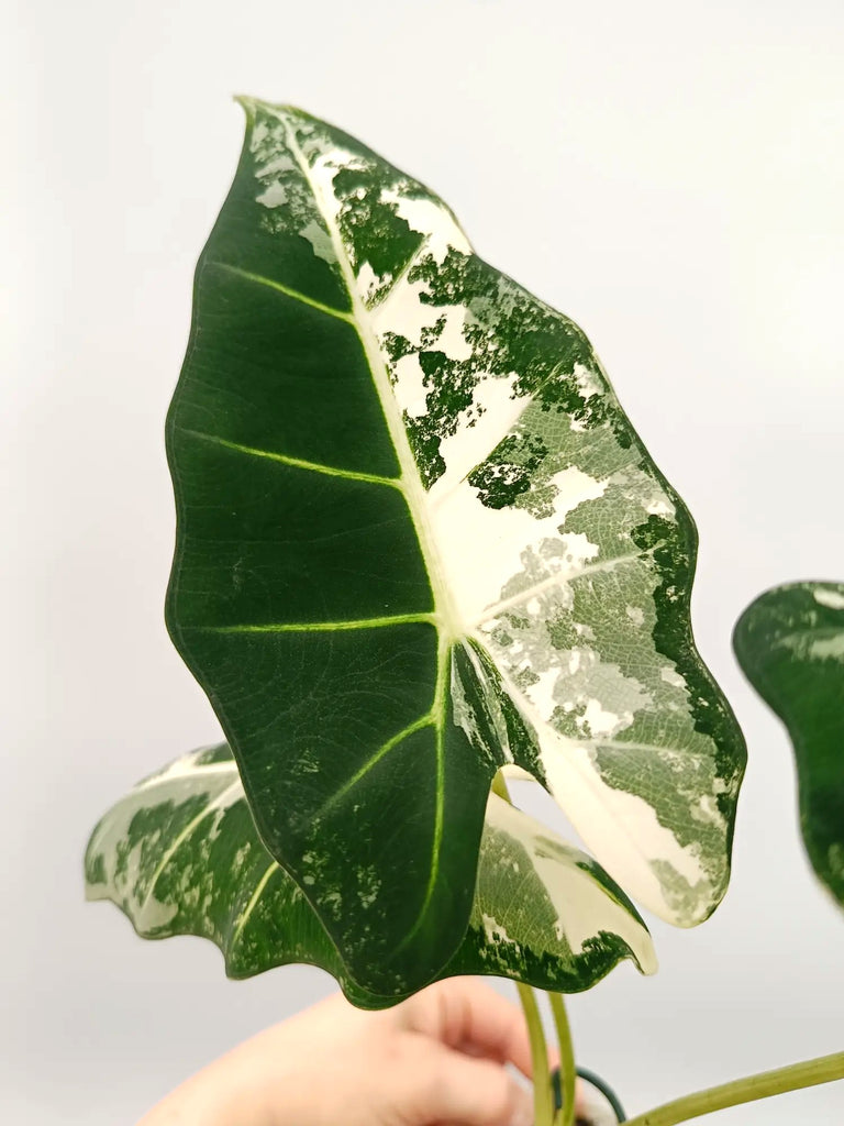 Alocasia frydek variegata