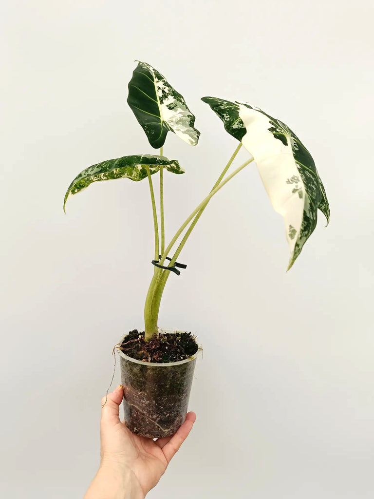 Alocasia frydek variegata