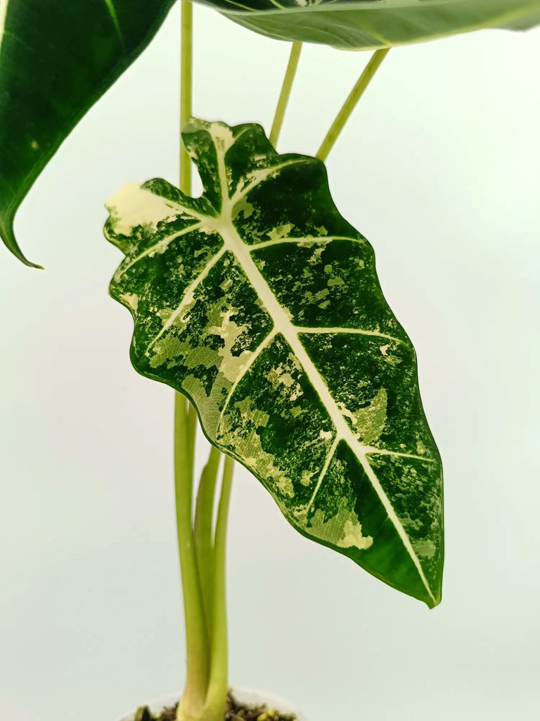 Alocasia frydek variegata