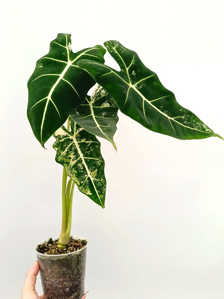 Alocasia frydek variegata