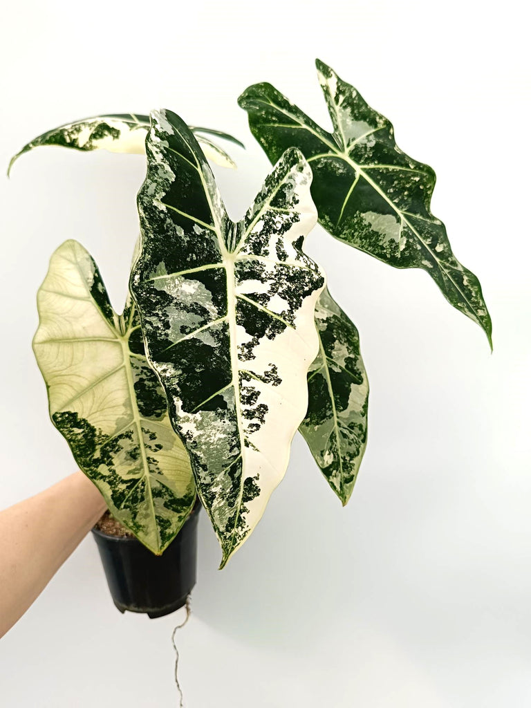 Alocasia micholitziana frydek variegata large