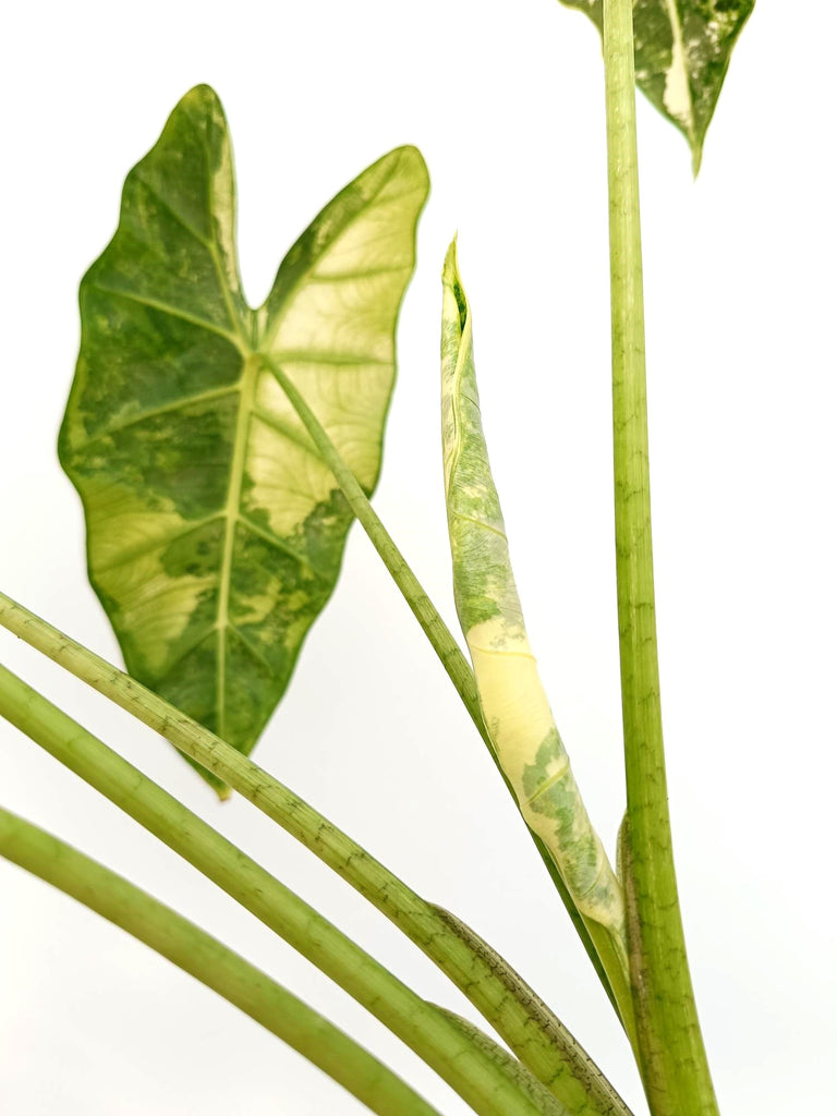 Alocasia micholitziana frydek variegata large