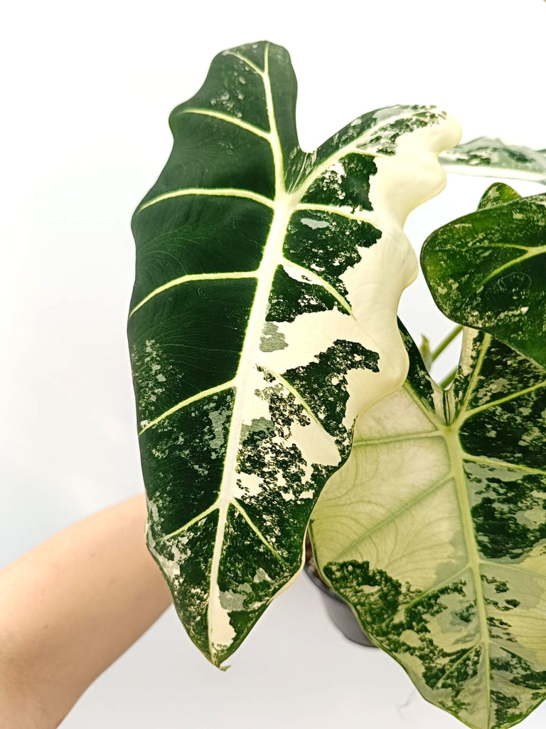 Alocasia micholitziana frydek variegata large