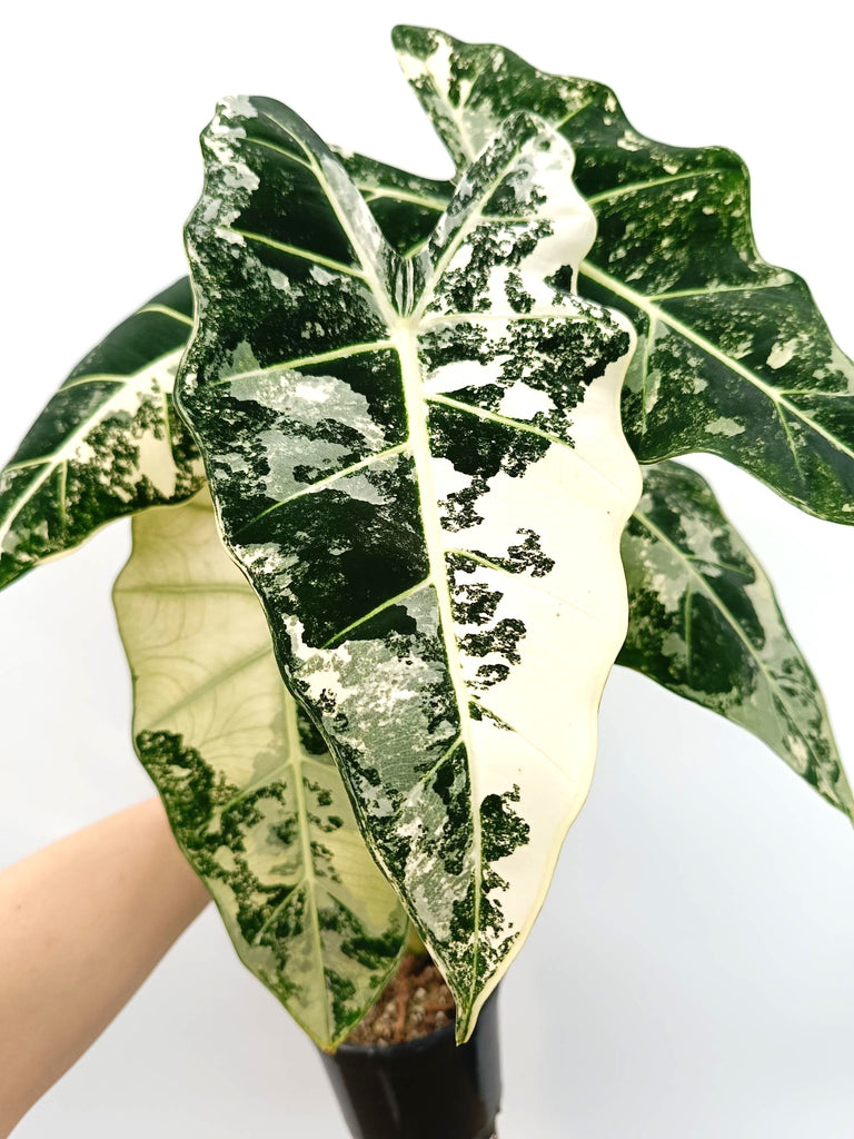 Alocasia micholitziana frydek variegata large