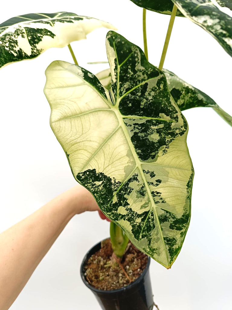 Alocasia micholitziana frydek variegata large