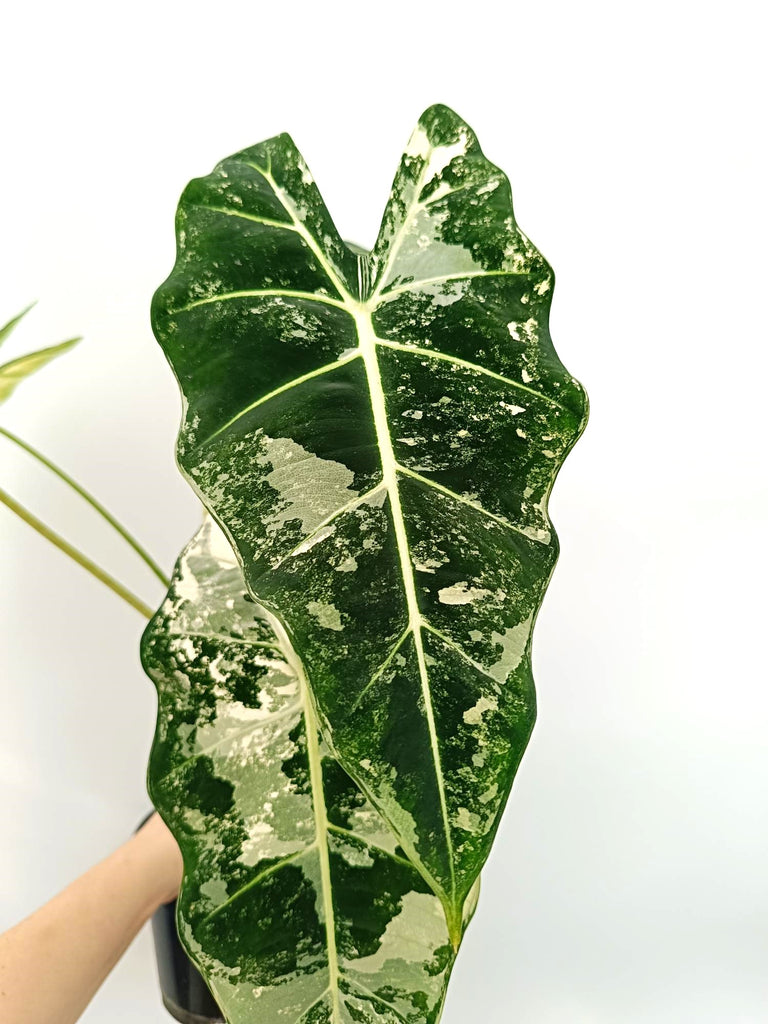 Alocasia micholitziana frydek variegata large