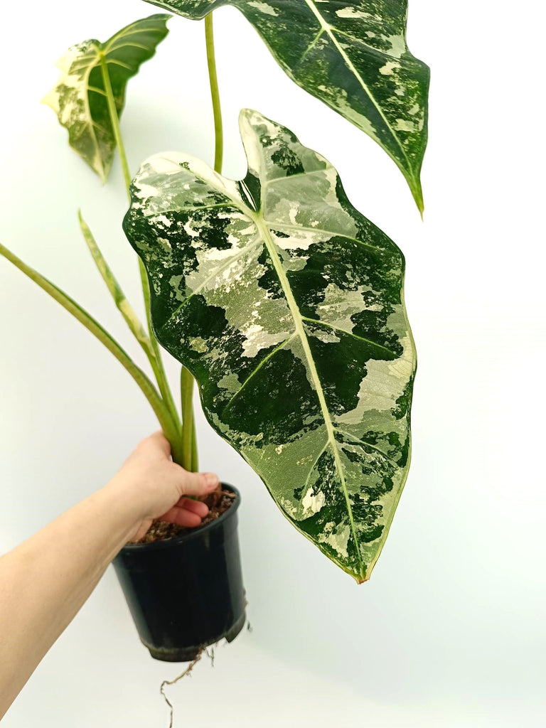 Alocasia micholitziana frydek variegata large