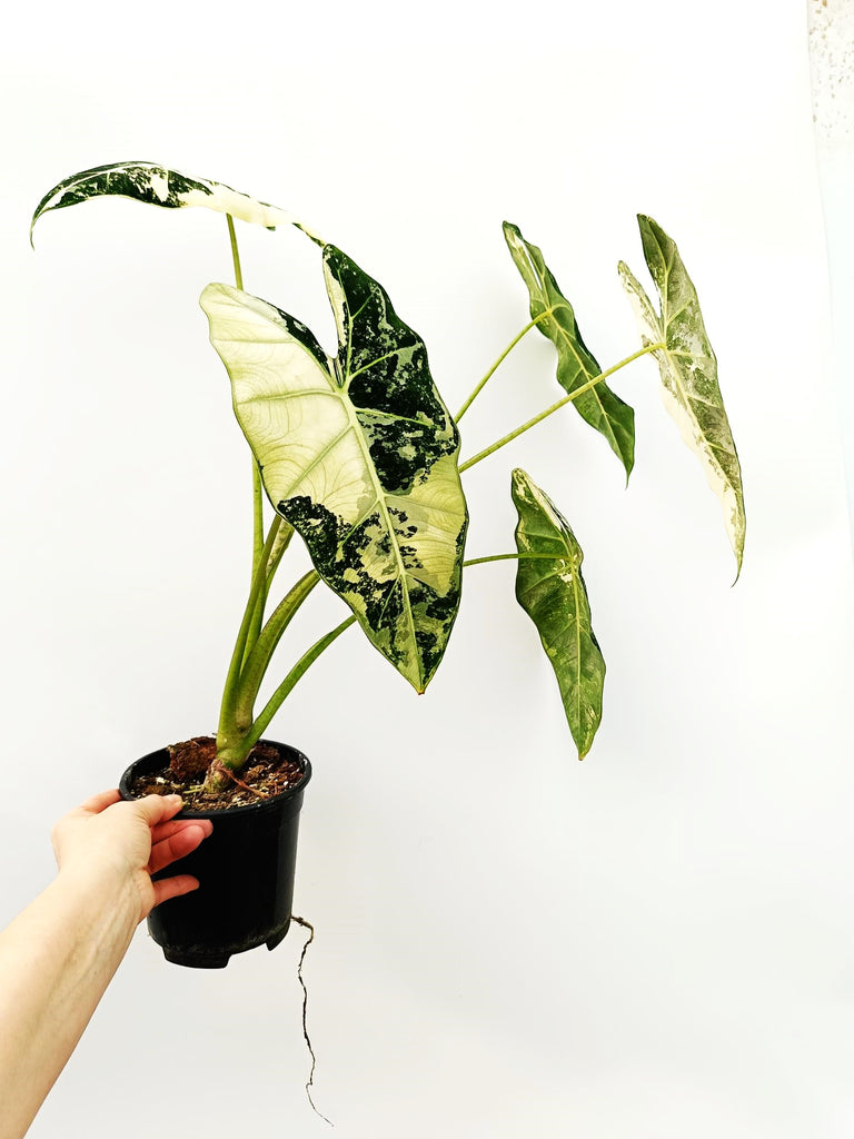 Alocasia micholitziana frydek variegata large