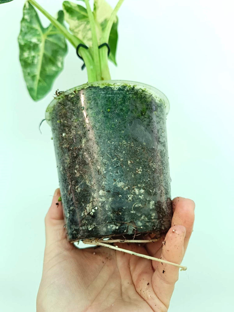 Alocasia frydek variegata