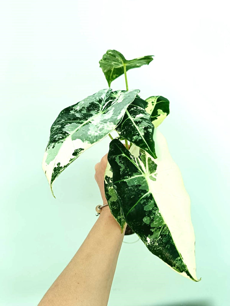 Alocasia frydek variegata