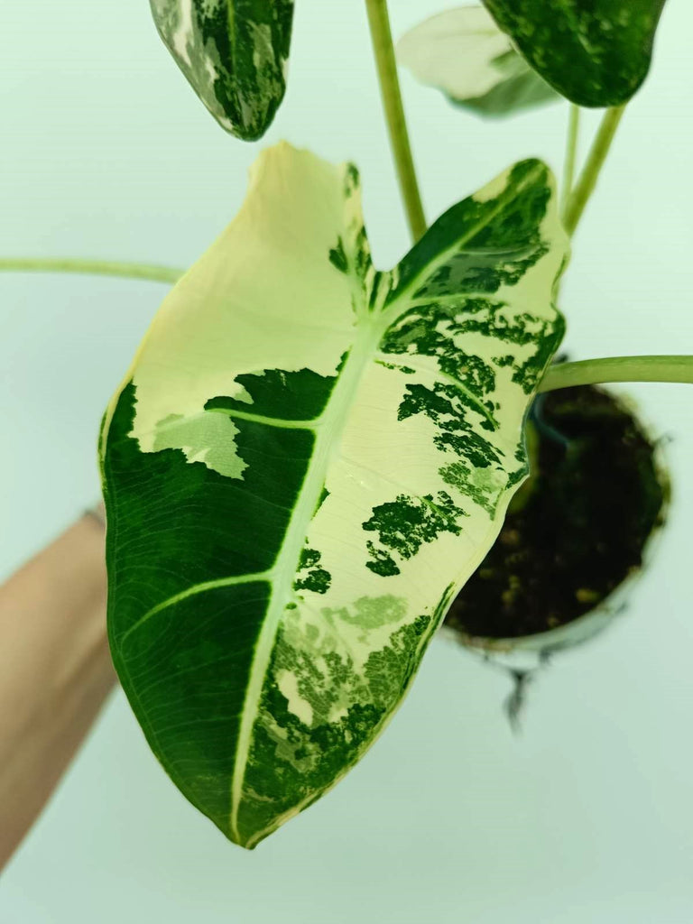 Alocasia frydek variegata