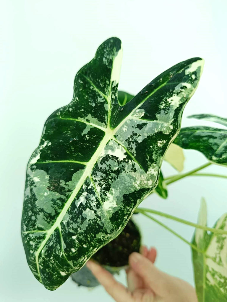 Alocasia frydek variegata