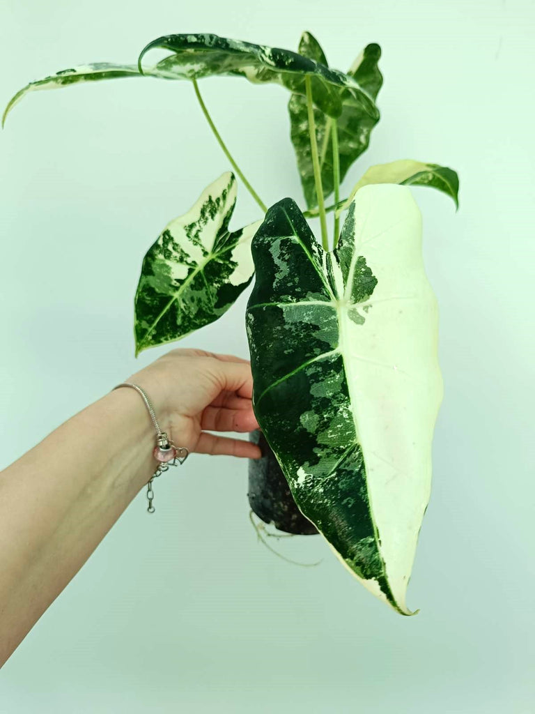 Alocasia frydek variegata